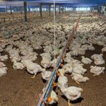 2.โรงเรือนไก่เนื้อ