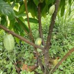 4.ต้นโกโก้อายุ 2 ปี เริ่มทยอยติดผล