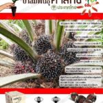 4.ปาล์มพันธุ์ คาลิกซ์-600