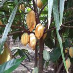 5.ผลโกโก้สุกพร้อมเก็บ