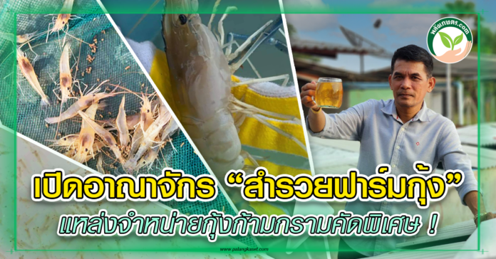 ปกสำรวยฟาร์ม