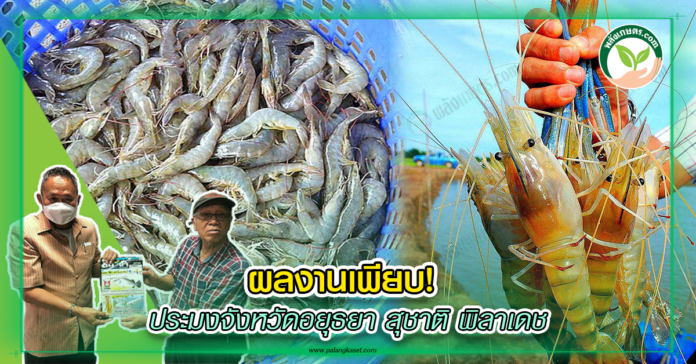 ปกสุชาติ พิลาเดช