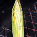 3.ฝักข้าวโพดที่พร้อมเก็บเกี่ยว