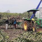 4.เครื่องช็อปต้นข้าวโพดที่ยังต้องใช้แรงงานคนนำต้นข้าวโพดมาช็อปผ่านเครื่อง