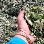 5.ขนาดชิ้นของข้าวโพดที่ผ่านเครื่องช็อป