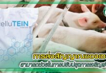 การส่งสัญญาณของเซลล์ สามารถช่วยในการปรับปรุงการเจริญเติบโต