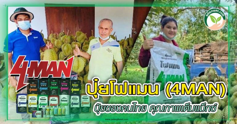 ปุ๋ยโฟแมน (4MAN) ปุ๋ยของคนไทย คุณภาพเต็มแม็กซ์