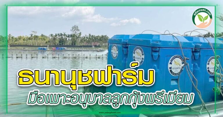 ธนานุชฟาร์ม มือเพาะอนุบาลลูกกุ้งพรีเมียม