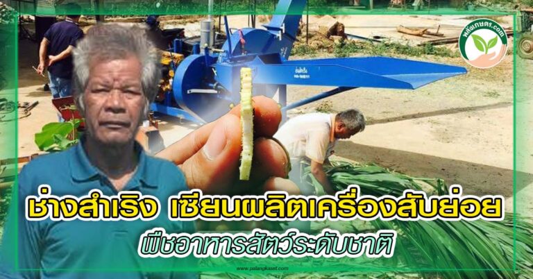 ช่างสำเริง เซียนผลิตเครื่องสับย่อย พืชอาหารสัตว์ระดับชาติ