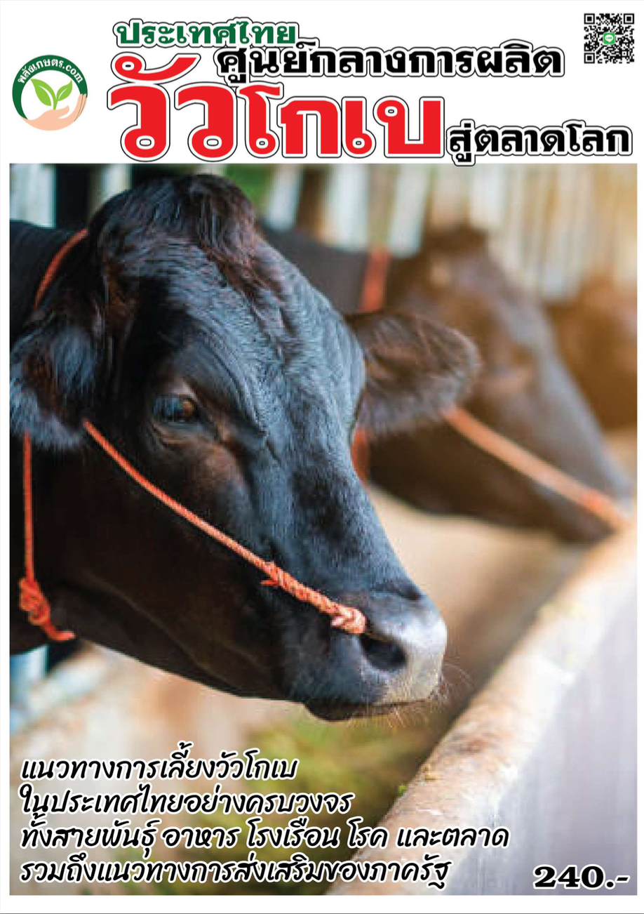ประเทศไทย ศูนย์กลางการผลิต วัวโกเบ สู่ตลาดโลก