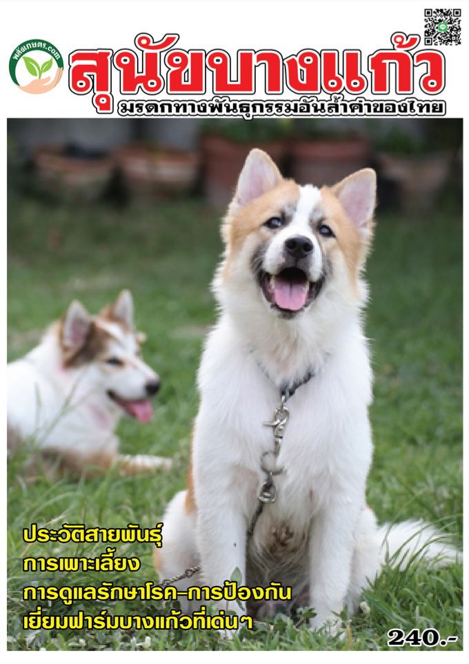 สุนัขบางแก้ว มรดกทางพันธุกรรมอันล้ำค่าของไทย