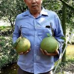 2.คุณอนันต์ วัฒนา เจ้าของสวนส้มโอขาวน้ำผึ้ง 15 ไร่