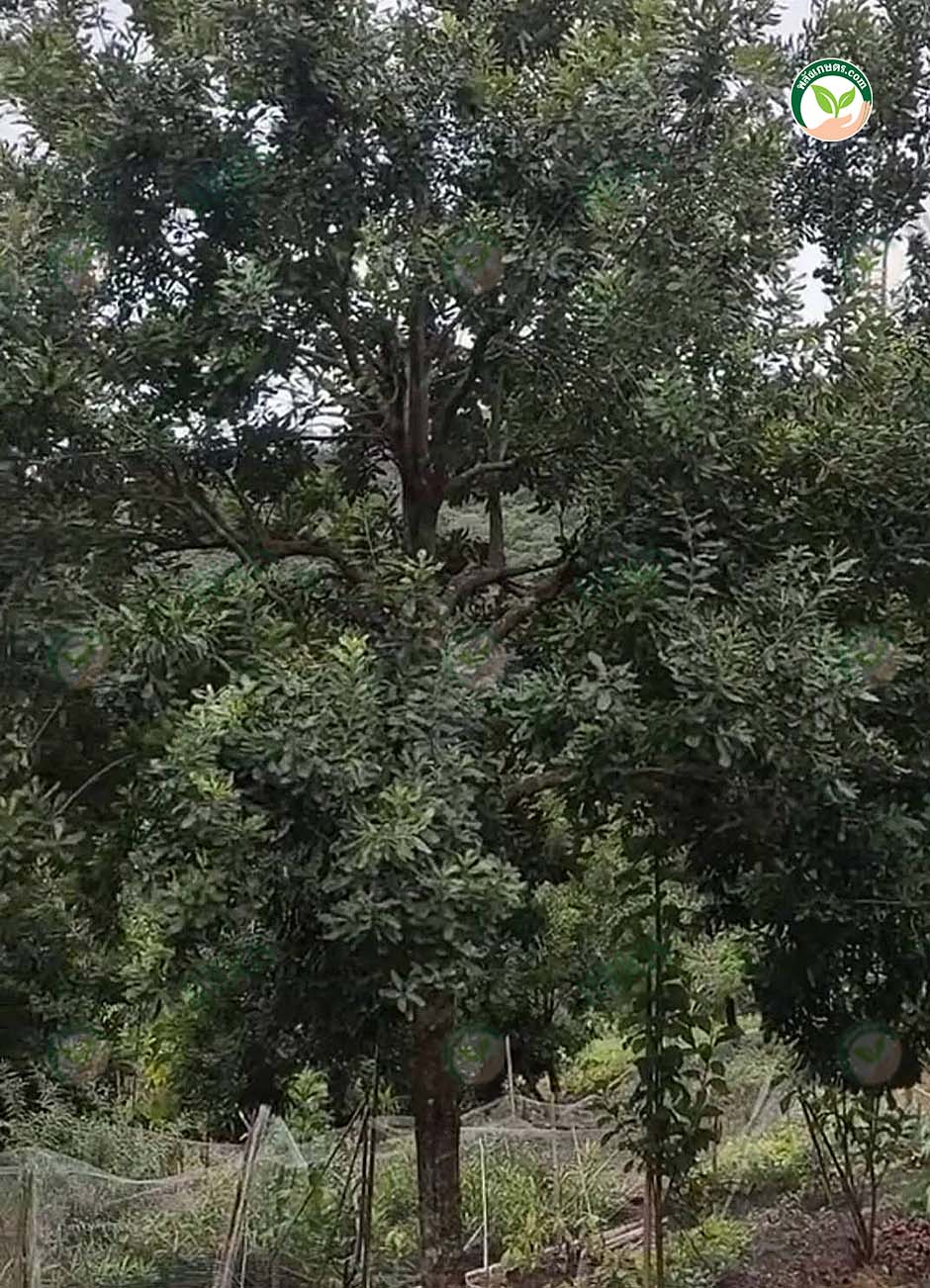 2.ต้นมะคาเดเมีย
