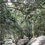 3.การปลูกส้มโอระบบร่อง