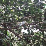 4.การติดดอกหลายรุ่น