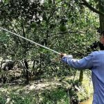 5.การเก็บผลส้มโอ