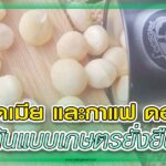 พลังเกษตร 33 – มะคาเดเมียดอยช้าง