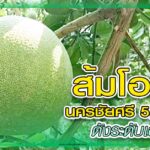 พลังเกษตร 33 – ส้มโอขาวน้ำผึ้ง