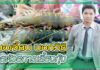 สัตว์น้ำ 405 - หมอเจี๊ยบ