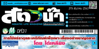 ปก นิตยสาร สัตว์น้ำ ฉบับ 376