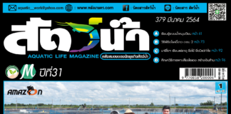 ปก นิตยสาร สัตว์น้ำ ฉบับ 379