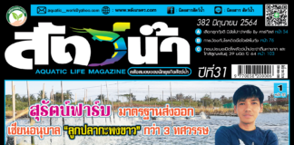 ปก นิตยสาร สัตว์น้ำ ฉบับ 382