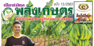 ปก นิตยสารพลังเกษตร ฉบับ 13