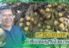 ปก พลังเกษตร 34 - ตาลโตนด