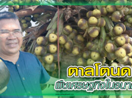 ปก พลังเกษตร 34 - ตาลโตนด