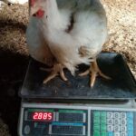 4.ไก่เนื้อชัยนาท04