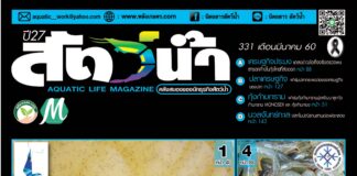 นิตยสารสัตว์น้ำ ฉบับ 331