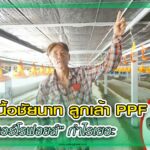 ปก บุญลือ ฟาร์ม ชัยนาท
