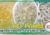 ปก ลูกกุ้ง KC FARM