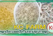 ปก ลูกกุ้ง KC FARM