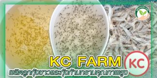 ปก ลูกกุ้ง KC FARM