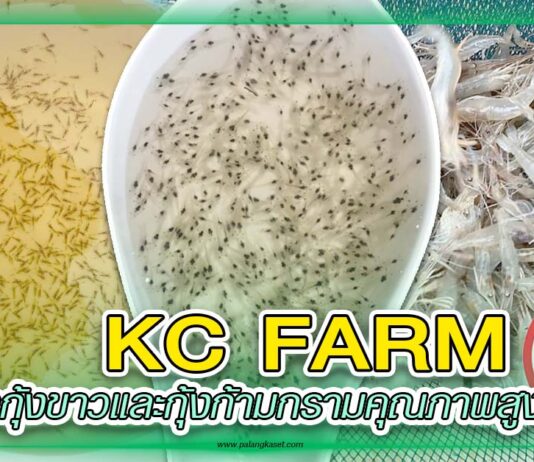 ปก ลูกกุ้ง KC FARM