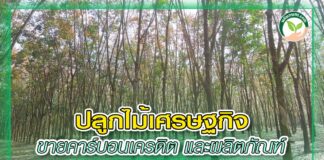 ปก ปลูกไม้เศรษฐกิจ ขายคาร์บอนเครดิต และผลิตภัณฑ์