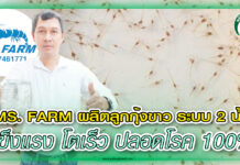 ปก MS FARM