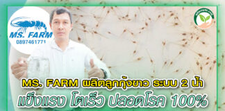 ปก MS FARM