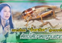 ปก จิ้งหรีด ดร.รุจิเรข