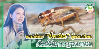 ปก จิ้งหรีด ดร.รุจิเรข