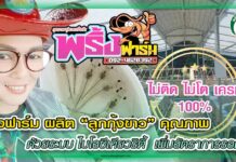 ปก พริ้งฟาร์ม