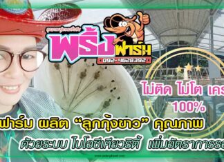 ปก พริ้งฟาร์ม