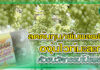 ลดต้นทุน/เพิ่มผลผลิต องุ่นไวท์มะละกา ด้วยนวัตกรรมโปรพลัส ปก สวนองุ่น โปรพลัส