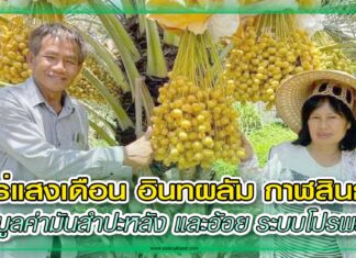 ไร่แสงเดือน อินทผลัม กาฬสินธุ์ เพิ่มมูลค่ามันสำปะหลัง และอ้อย ระบบโปรพลัสฯ ปก ไร่แสงเดือน อินทผลัม