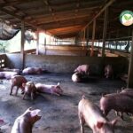 7.ชาวหมูรายย่อย07