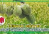 ปก แนะนำผลิตภัณฑ์ ไทยออน
