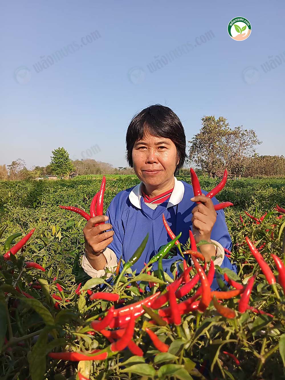 1.พริกแม่คำมี01