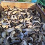 4.ปลาดุกไทย04