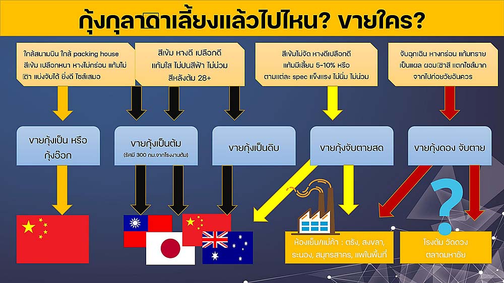 5.กุ้งดำ05